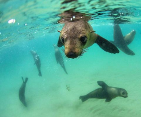 croajingolong seals 