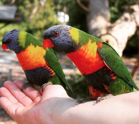 Green patch campground rainbow lorrikeets