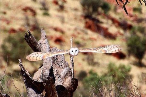 alice springs desert park