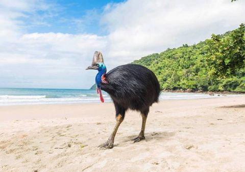 Cassowary at Etty Bay