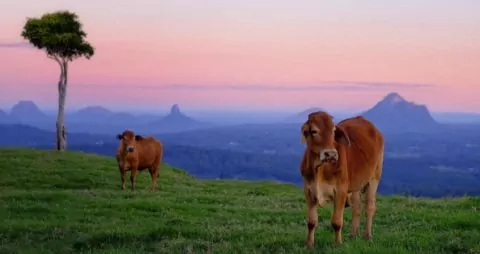 glasshouse mountains 