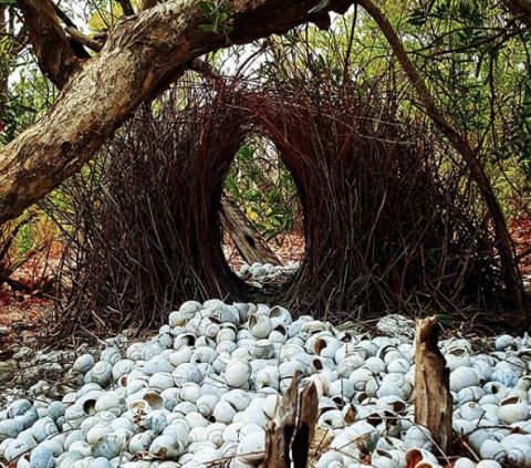 bower bird nest