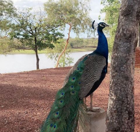 Lake Mary Ann peacock