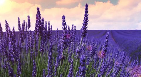 lavender farm