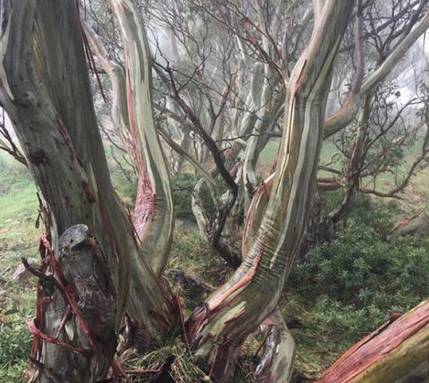 snow gum