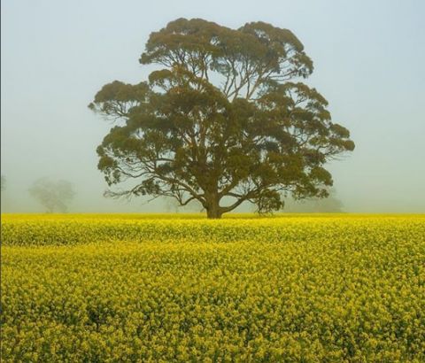 canola fields. the Grampians. edwinaaff